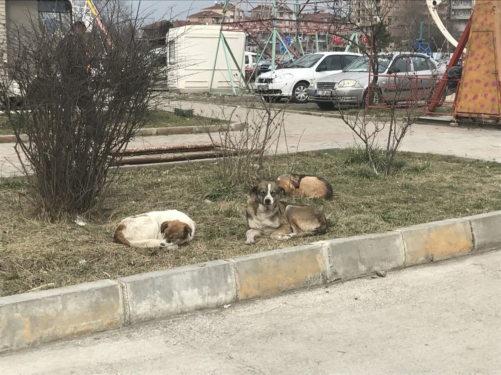 Alaplı’ya Bırakılan Köpekler İçin Belediye Alarmda