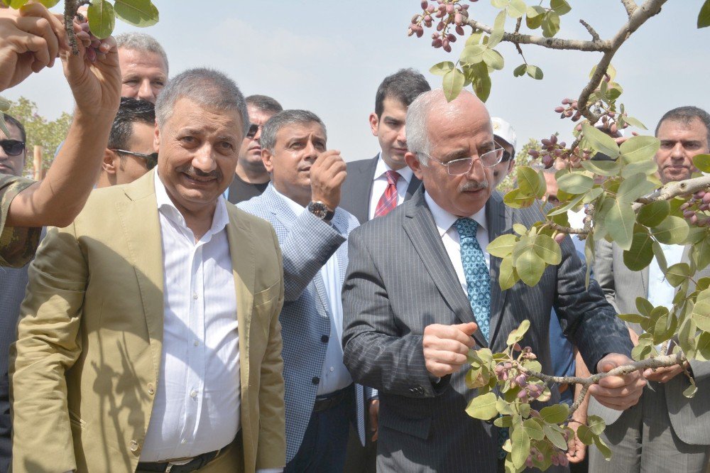 Birecik’ten “Fıstık” Çıkışı