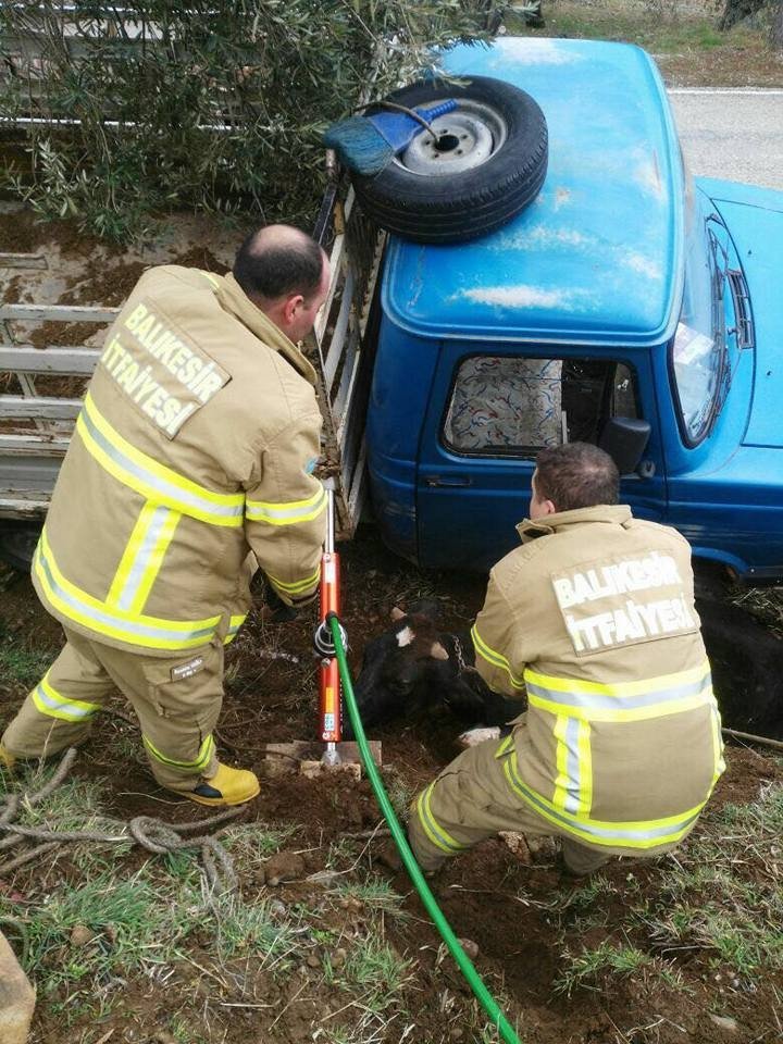 Trafik Kazasında Sıkışan İneği İtfaiye Kurtardı