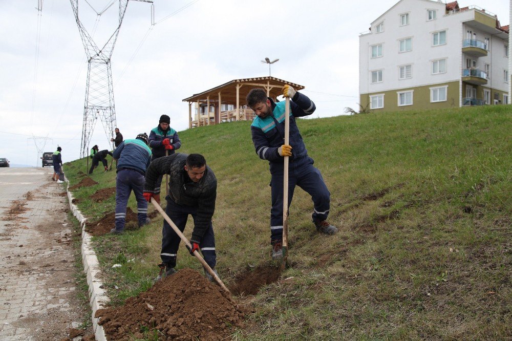 Daha Yeşil Başiskele İçin Çalışmalar Sürüyor