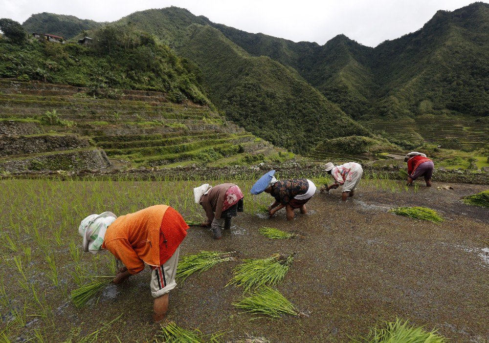 Filipinler’in Pirinç Taraçaları Göz Kamaştırıyor