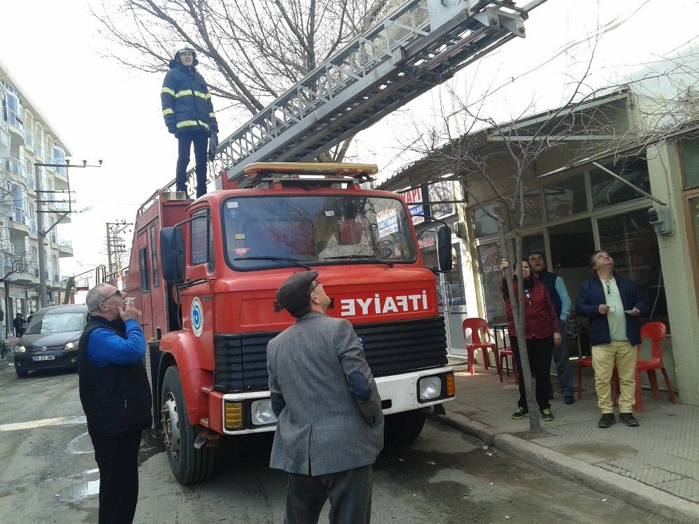 Çatıda Mahsur Kalan Kediyi İtfaiye Kurtardı