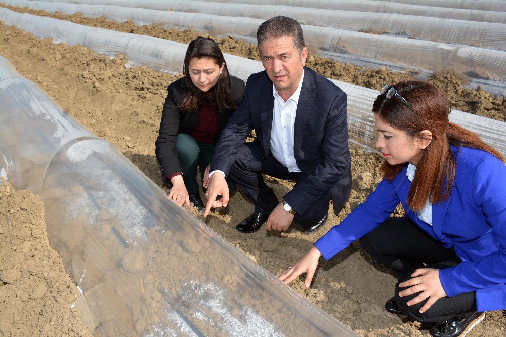 Turfanda Karpuz Üreticisine Soğuk Darbesi