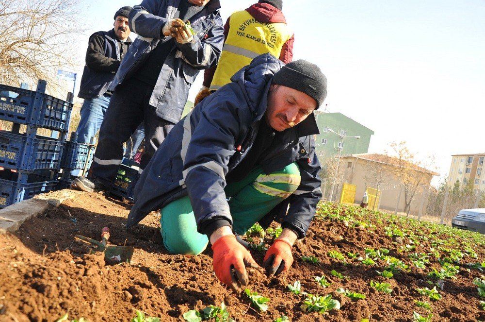 Mevsimlik Çiçek Dikimi Çalışmaları Devam Ediyor