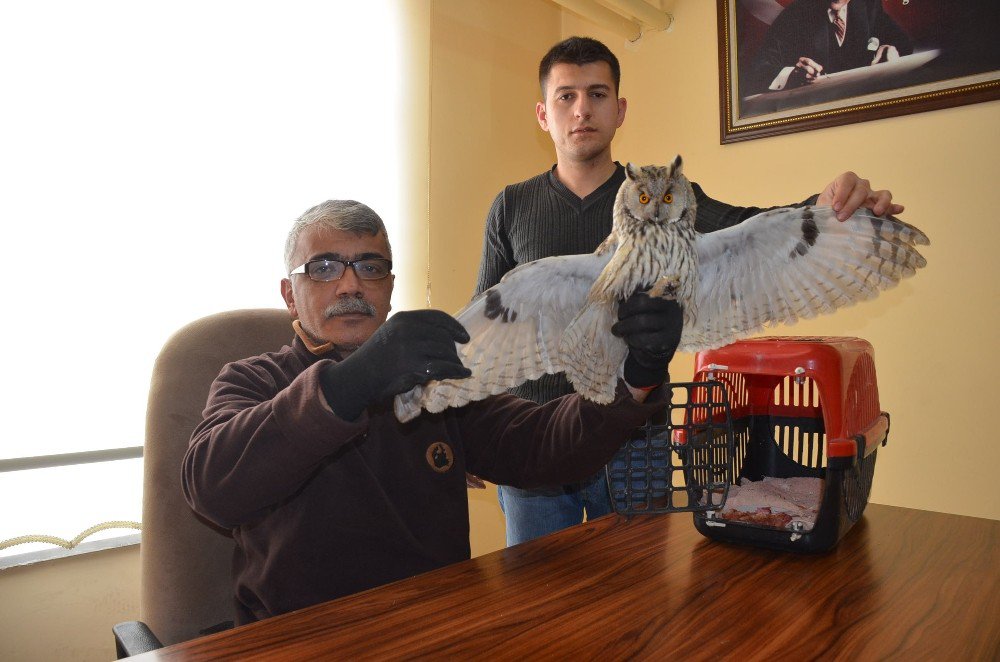 Soğuktan Yorgun Düşen Baykuş Korumaya Alındı