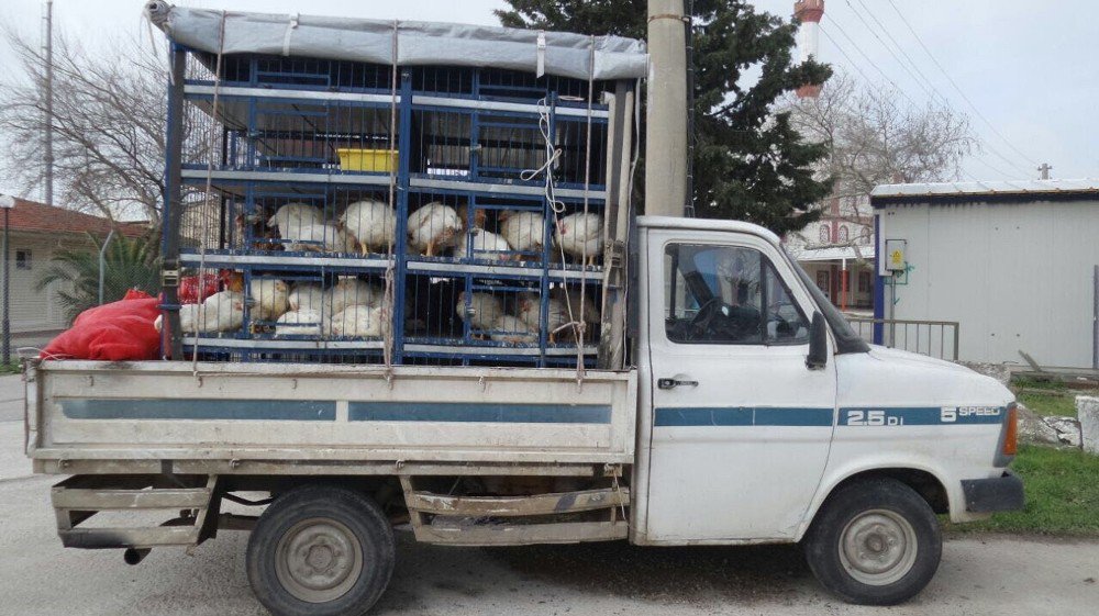 Veteriner Raporu Olmayan Kanatlı Hayvan Nakline Jandarma Geçit Vermedi