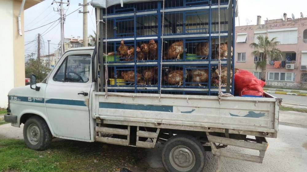 Veteriner Raporu Olmayan Kanatlı Hayvan Nakline Jandarma Geçit Vermedi