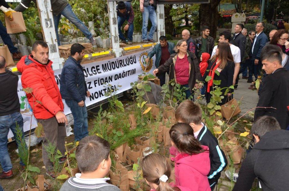 350 Bin Adet Fidan Ücretsiz Dağıtıldı