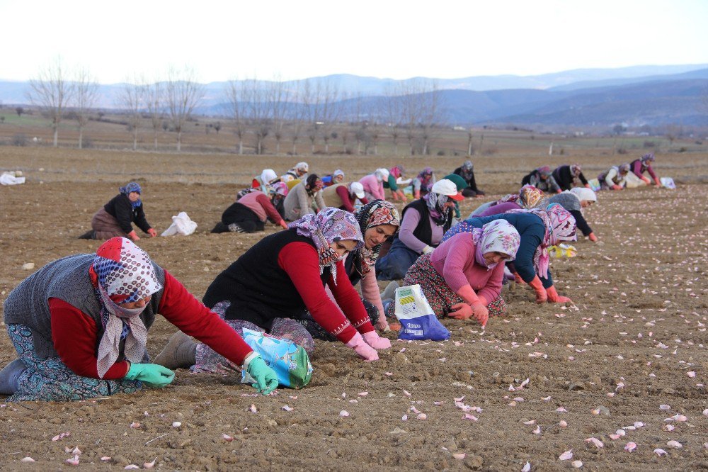 Kastamonu’da ‘Beyaz Altın’ın Ekimi Başladı