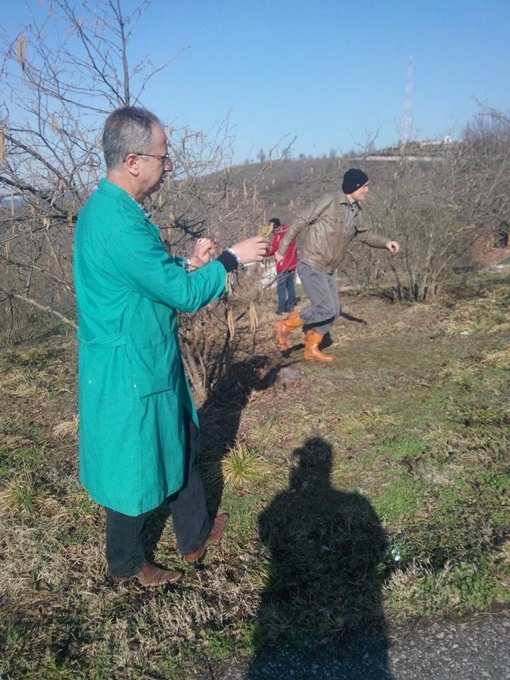 Fındıkta Karanfil Sayımı Başladı