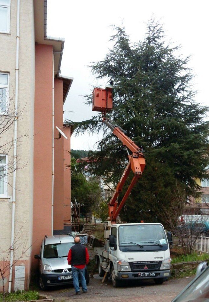 İzmit’te Ağaçlar Budanıyor