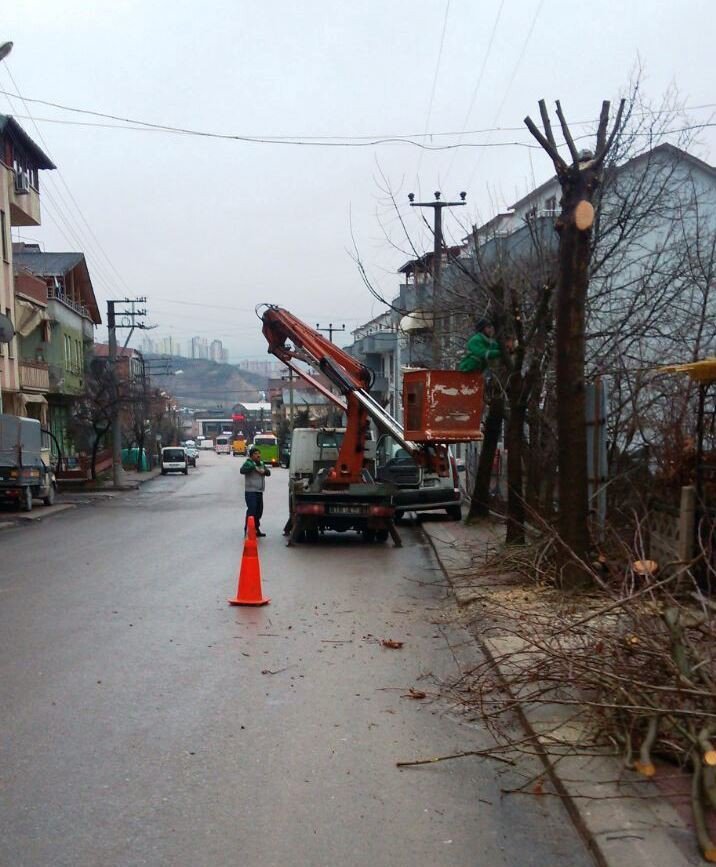 İzmit’te Ağaçlar Budanıyor