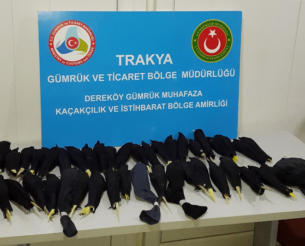 Dereköy’de Otomobil Kapılarına Gizlenmiş Papağanlar Ele Geçirildi