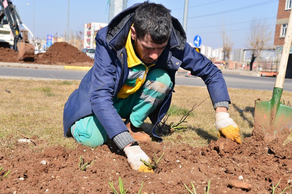 Yeşil Alanlar Peyzaj Gülleriyle Donatılacak