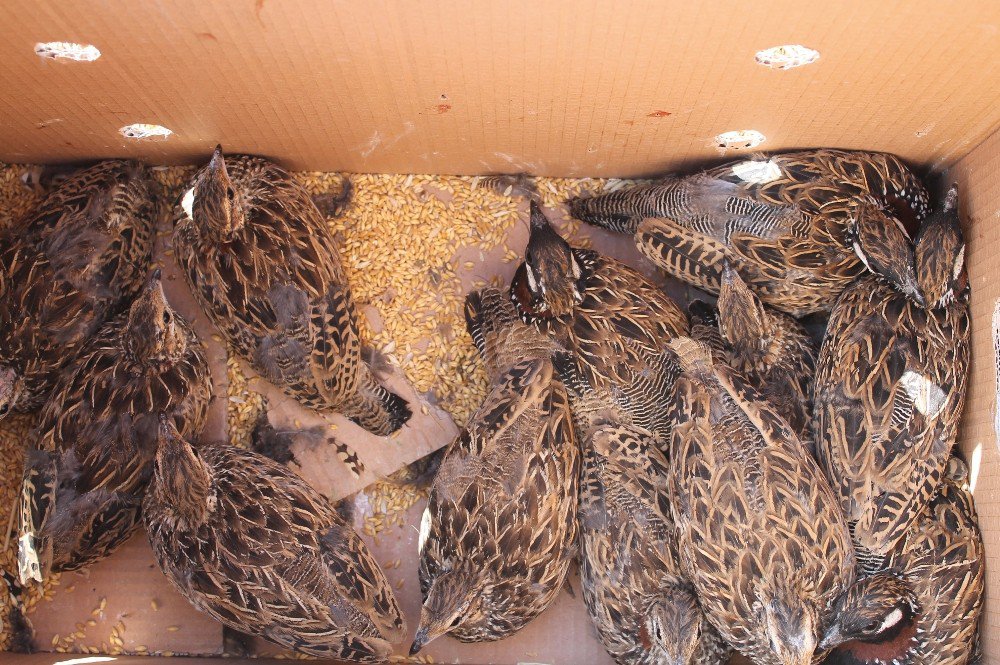 Silopi’de Yakalanan Turaç Kuşları Doğaya Bırakıldı
