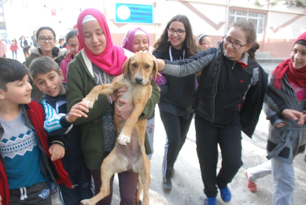 Okul Bahçesine Giren Yavru Köpek İlgi Odağı Oldu