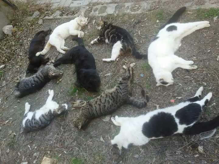 Alanya’da Kedi Ölümleri