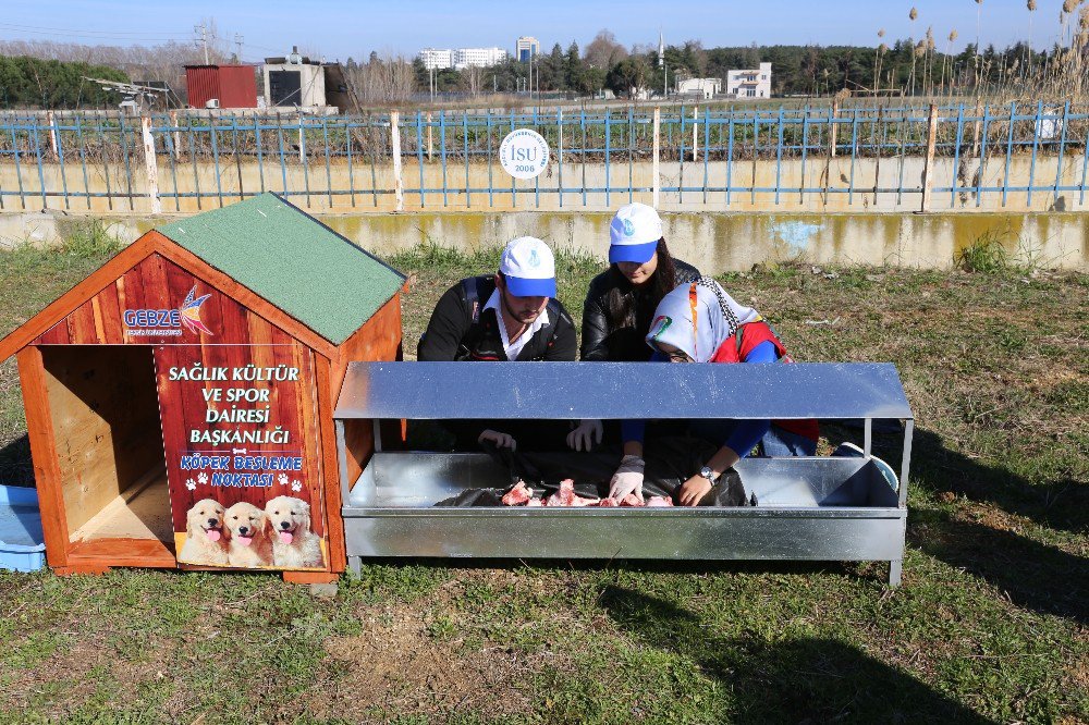 Kedi Ve Köpekler İçin Gtü Kampüsüne Besleme Noktaları Kuruldu