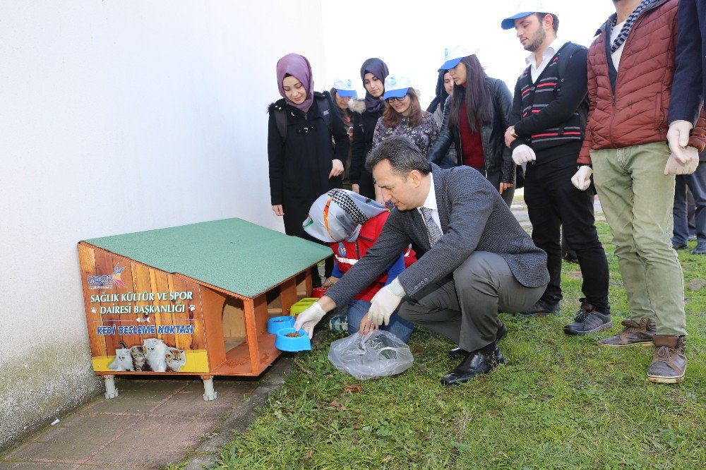 Kedi Ve Köpekler İçin Gtü Kampüsüne Besleme Noktaları Kuruldu