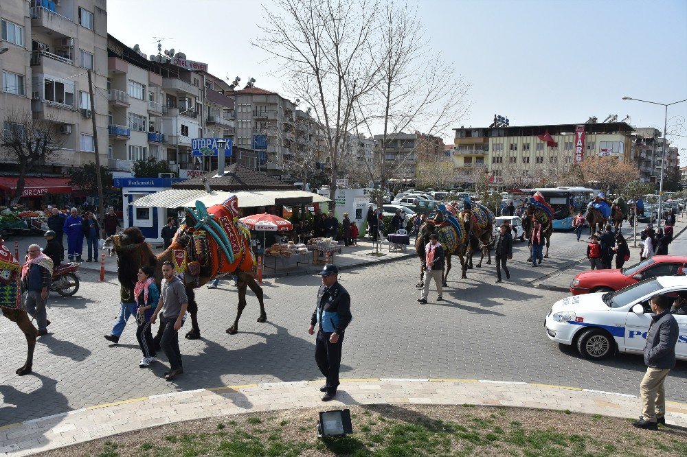 Güreşçi Develer Şehir Turu Attı