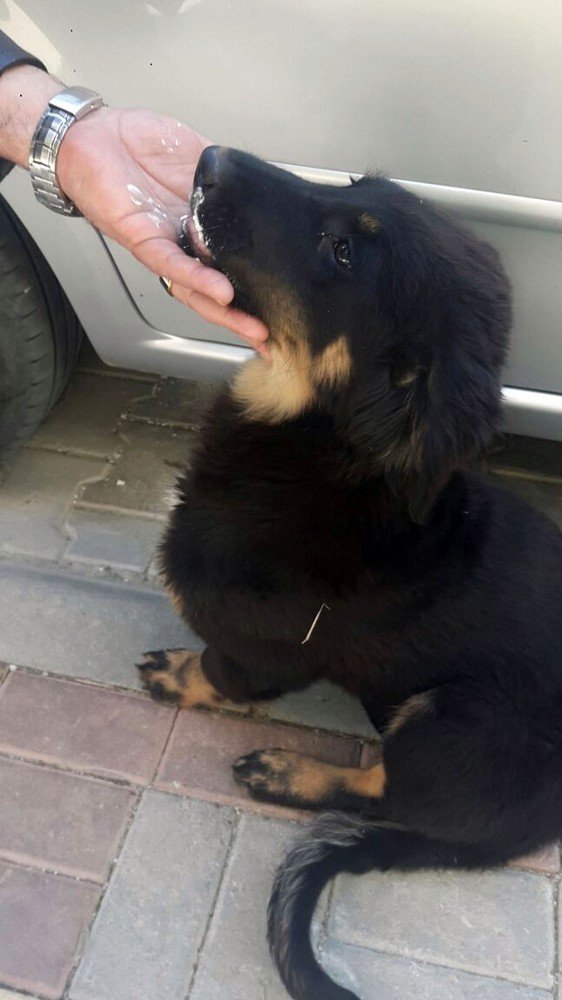 Alanya’da Kedi Ölümleri