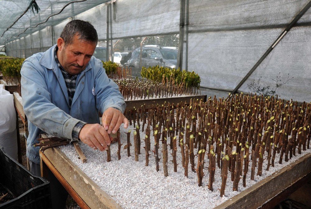 Kepez Belediyesi Çiçeğini Kendisi Yetiştiriyor