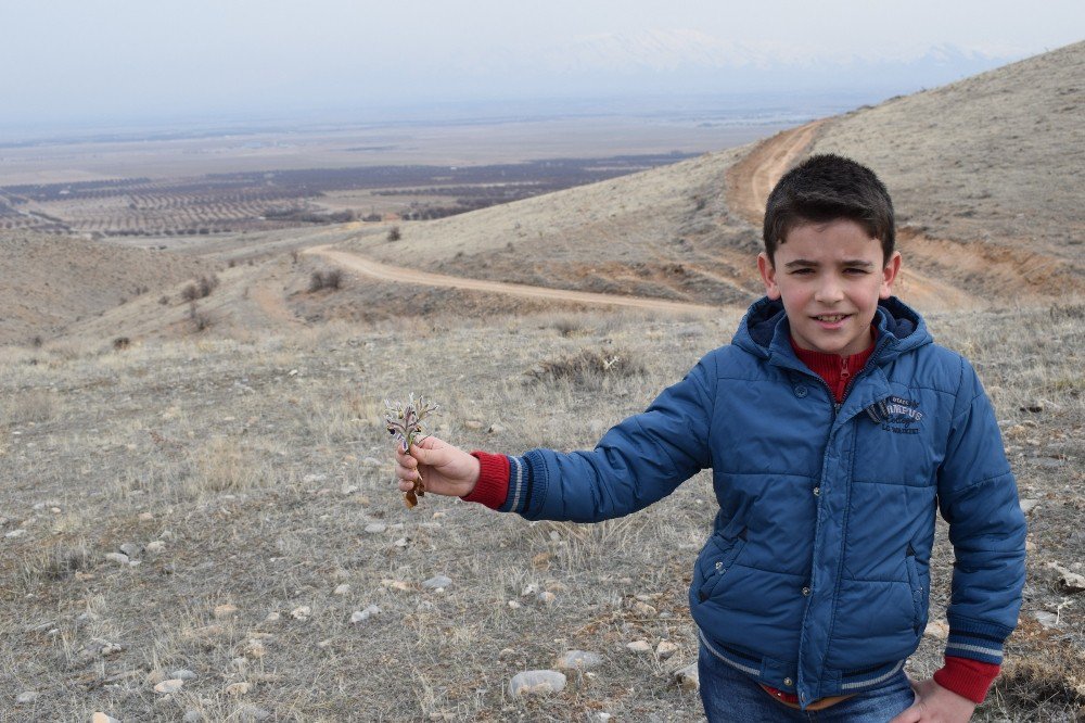 Malatya’nın Akçadağ İlçesinde "Nevruz Çiçekleri" Açmaya Başladı