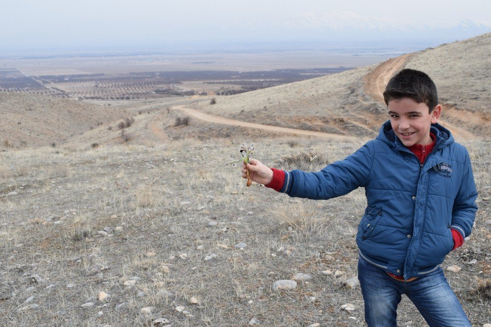 Malatya’nın Akçadağ İlçesinde "Nevruz Çiçekleri" Açmaya Başladı