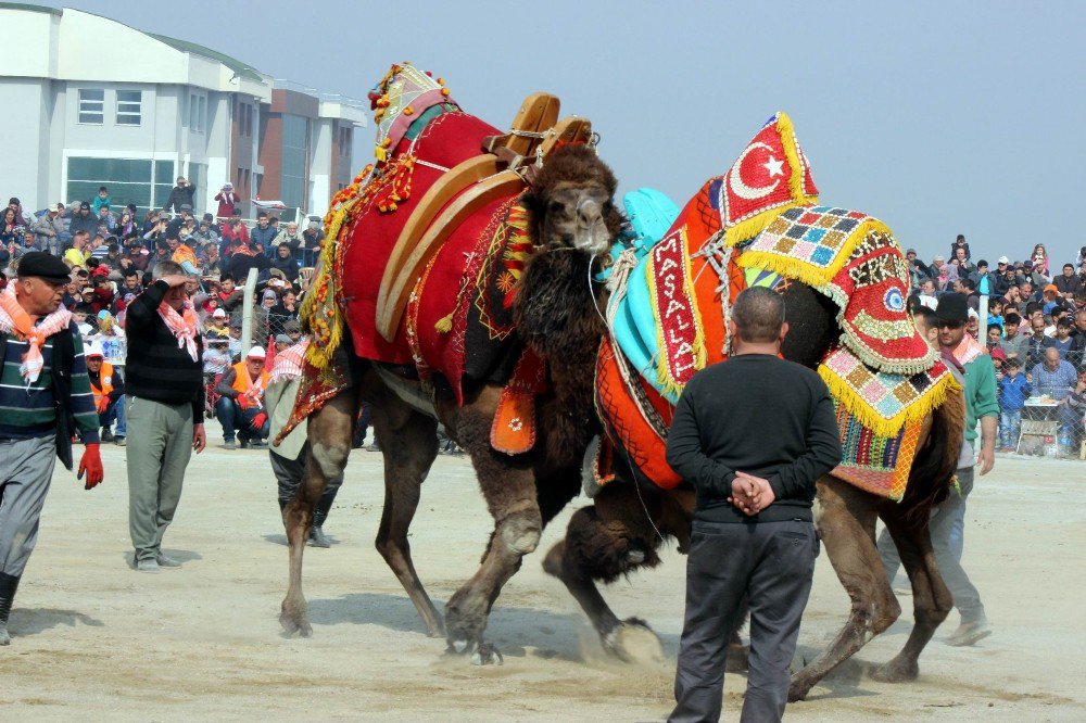 3. Deve Güreşleri Festivali’ne Büyük İlgi