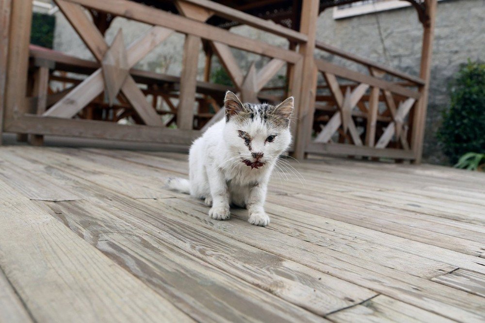 Hasta Kedi Belediyeye Sığındı