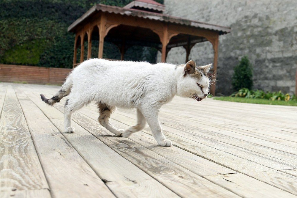 Hasta Kedi Belediyeye Sığındı