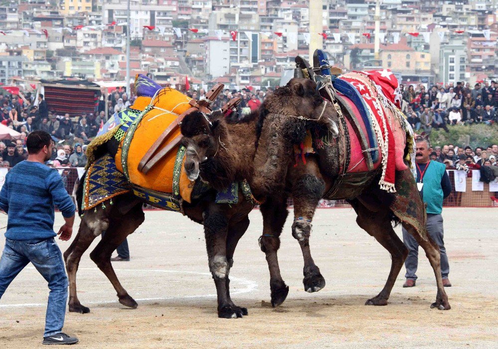 Bayraklı 7. Deve Güreşi Festivali İçin Geri Sayım Sürüyor