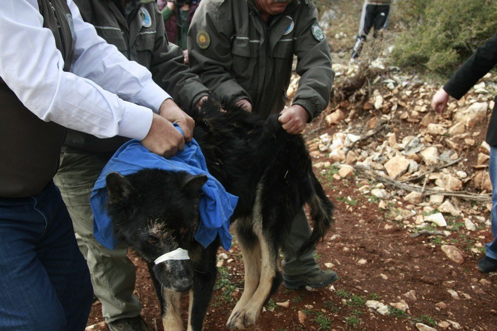 "Siyah Kurt" Diye Günlerce Besledi Köpek Çıktı