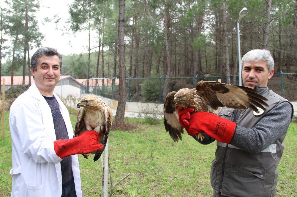 Kartal İle Şahin ’Dünya Yaban Hayatı’ Gününde Doğaya Bırakılacak