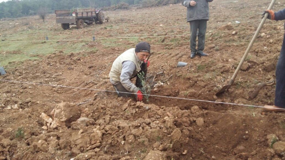 Orman İşletme Müdürlüğü Köylüye Zeytin Fidanı Dikiyor