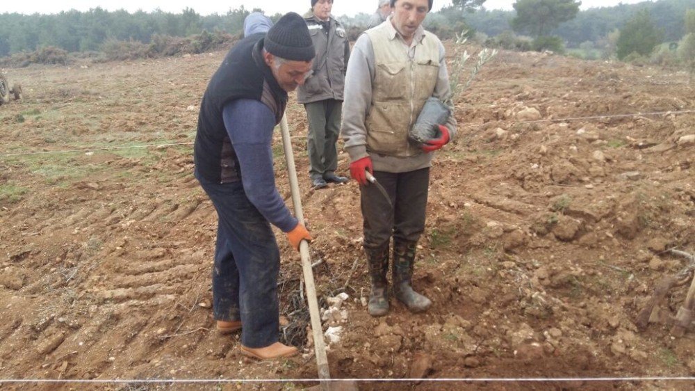 Orman İşletme Müdürlüğü Köylüye Zeytin Fidanı Dikiyor