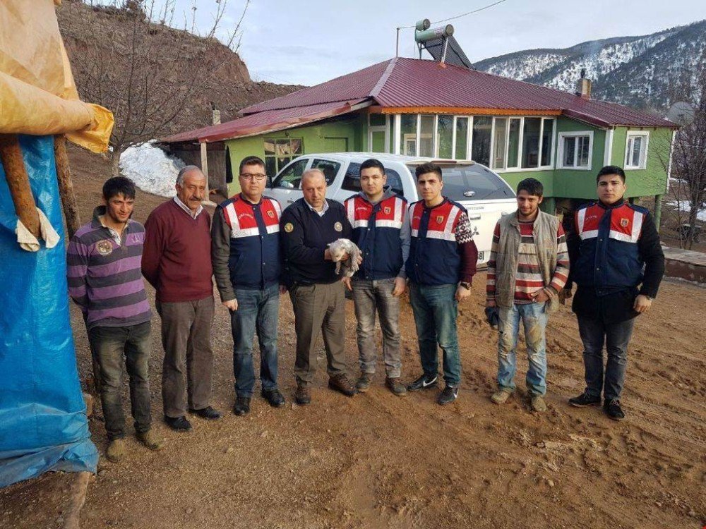 Refahiye’de Bulunan Yavru Boz Ayı Koruma Altına Alındı