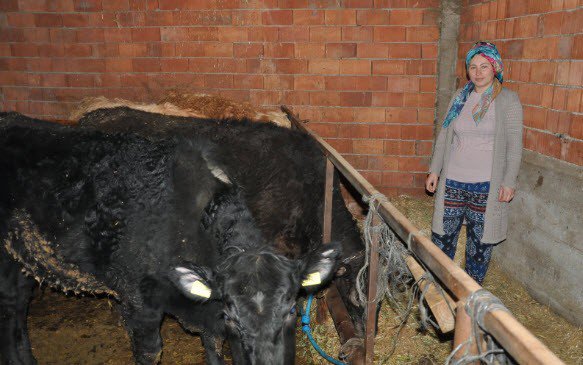 Simavlı Genç Kadın Hibe Düveleri İle Kendi Çiftliğini Kurdu