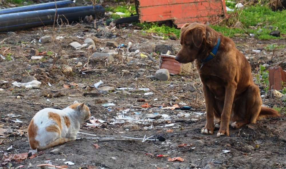 Sokak Köpeği İle Kedinin Dostluğu