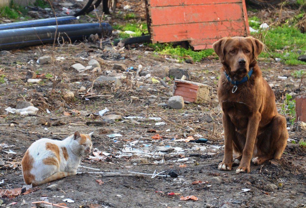 Sokak Köpeği İle Kedinin Dostluğu