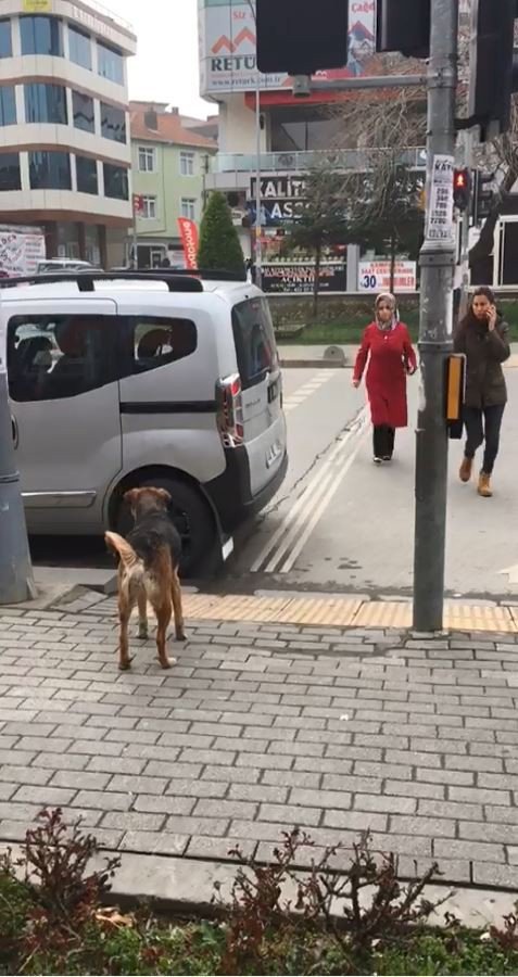Sokak Köpeğinden İnsanlığa Trafik Dersi