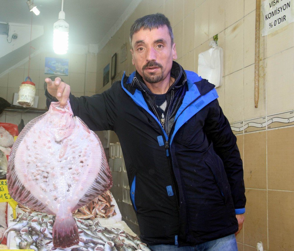 Balık Fiyatları Düştü Ama Kalkan Hala Cep Yakıyor