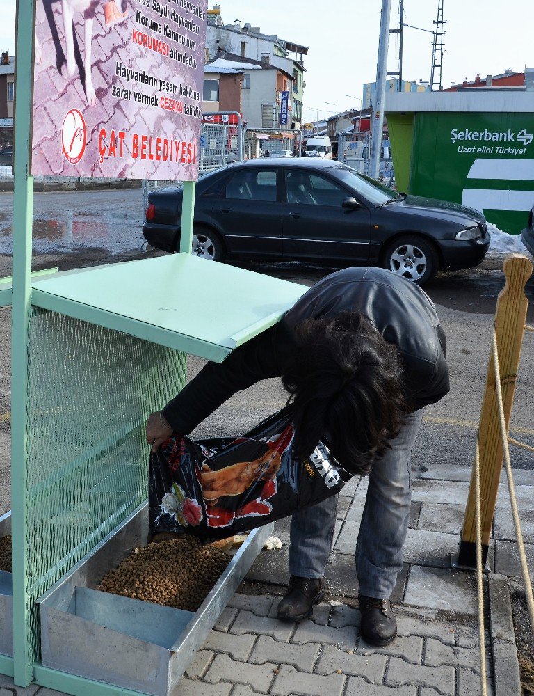 Çat Belediyesinden Sokak Hayvanları İçin Mama İstasyonu