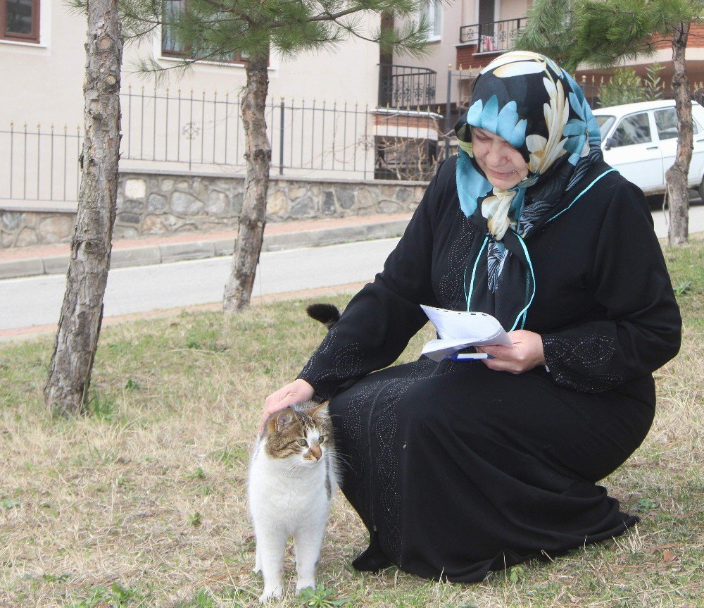 Kedilerin Mama Kaplarını Yıktılar, Onlarca Sokak Kedisi Aç Kaldı