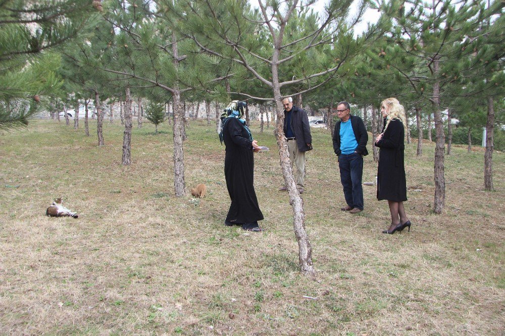 Kedilerin Mama Kaplarını Yıktılar, Onlarca Sokak Kedisi Aç Kaldı