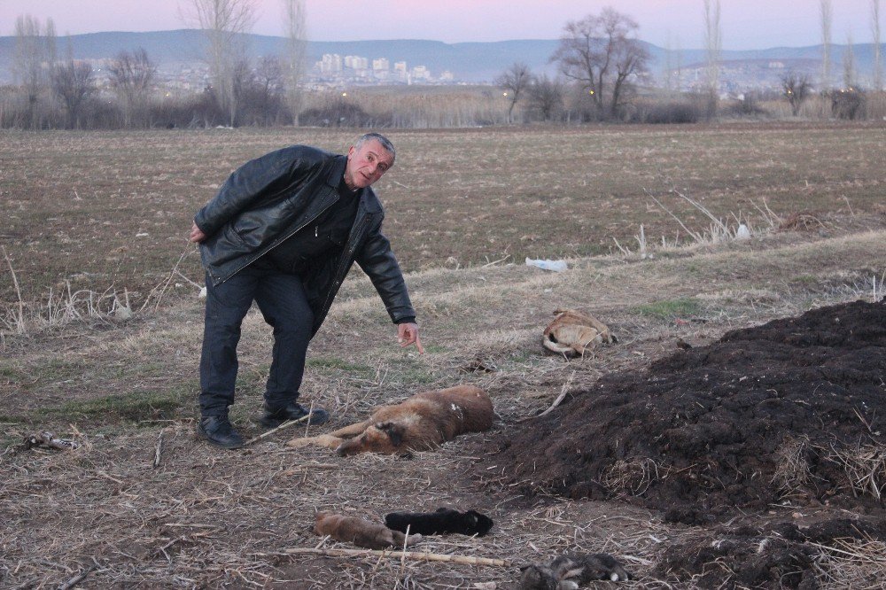 Sahipsiz Köpeklerin Öldürüldüğü İddiası