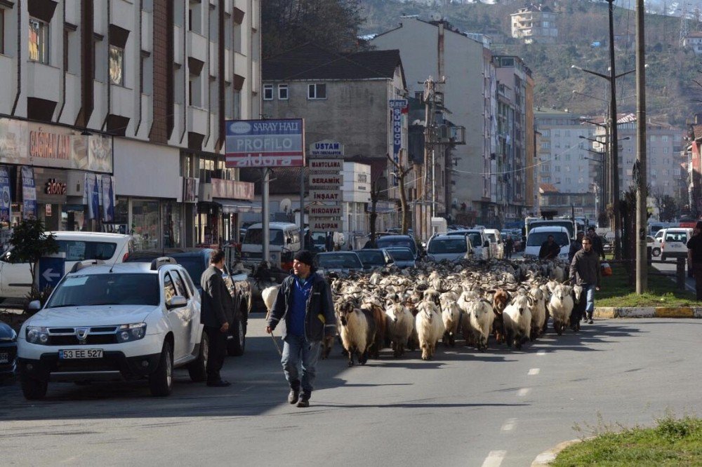 Keçi Sürüsü İle Şehir Turu Attı