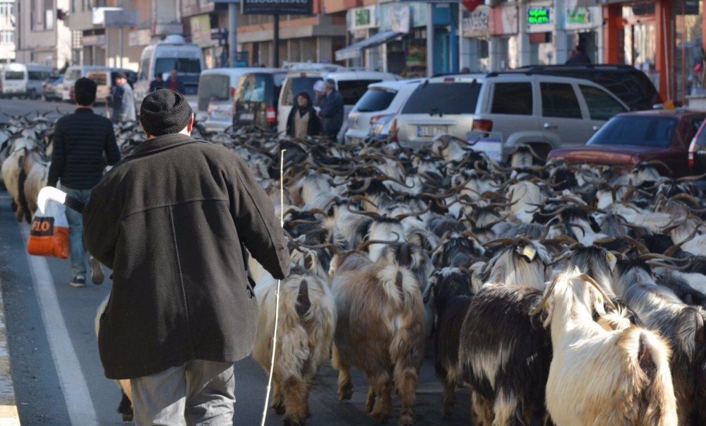 Keçi Sürüsü İle Şehir Turu Attı