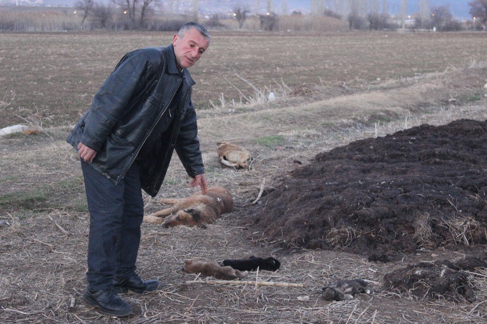 Sahipsiz Köpeklerin Öldürüldüğü İddiası