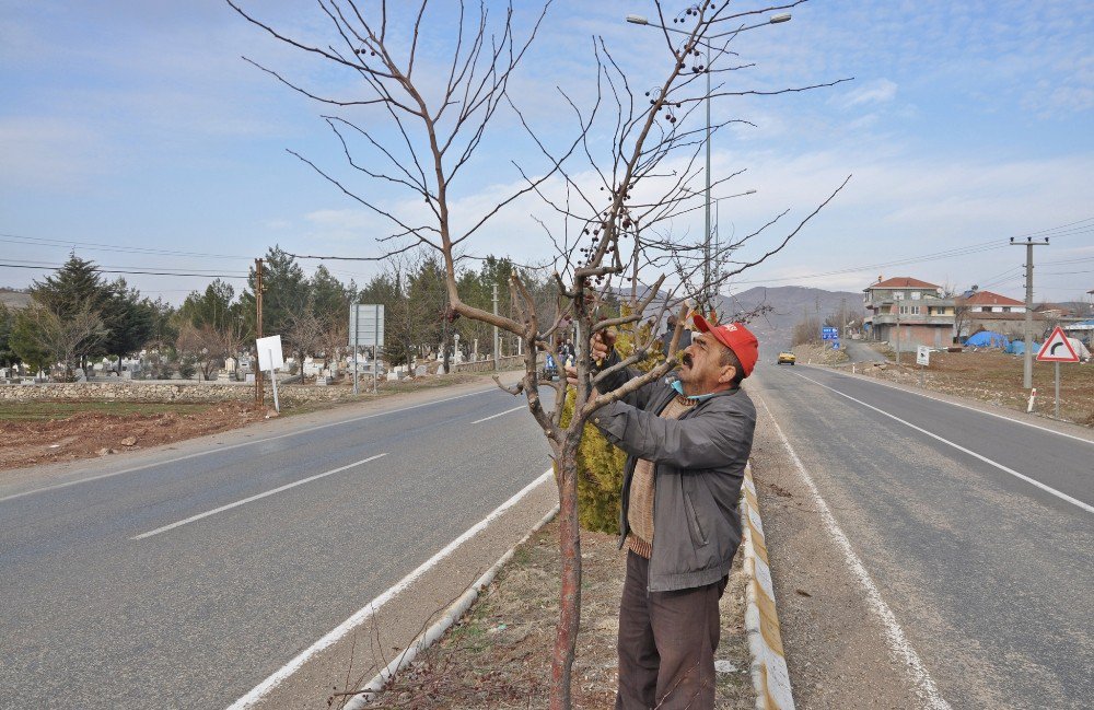 Gölbaşı Belediyesi Ağaçları Budamaya Başladı